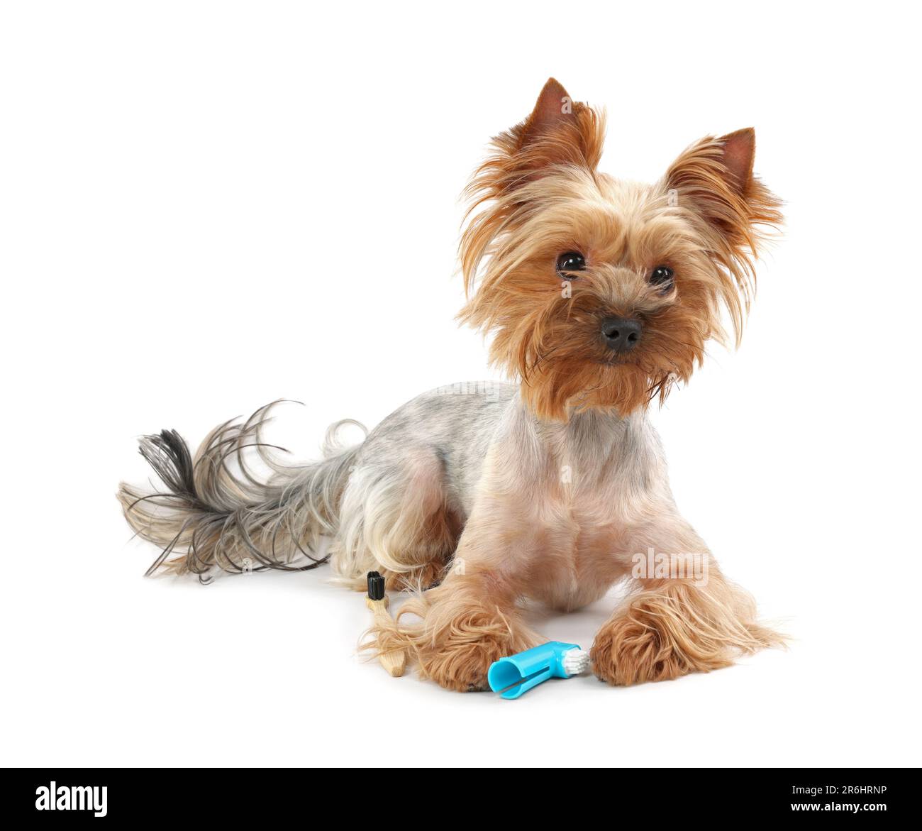 Cute Yorkshire Terrier with toothbrushes on white background Stock