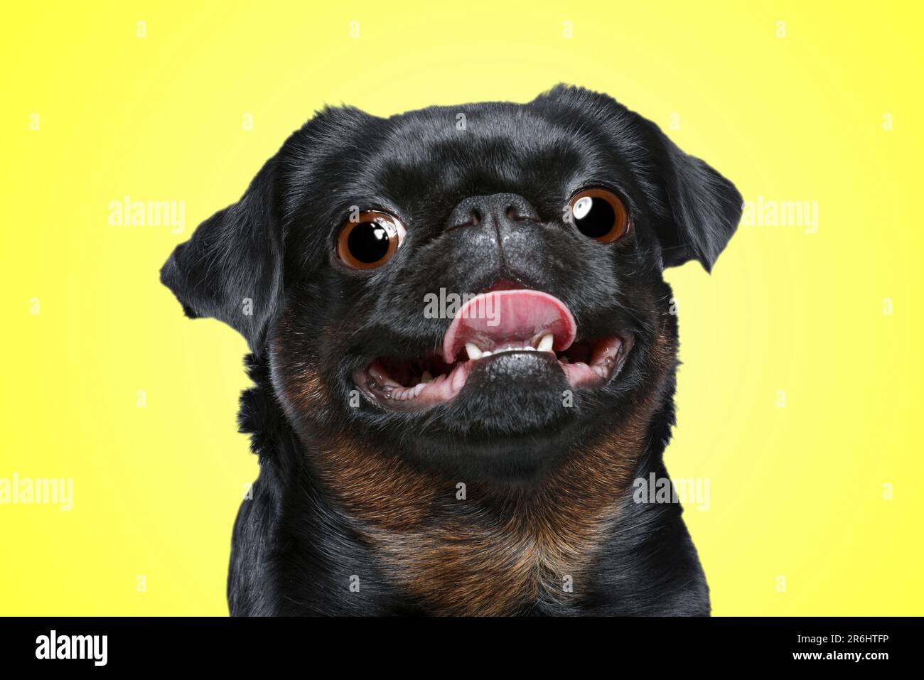 Cute surprised Petit Brabancon dog with big eyes on yellow background Stock Photo