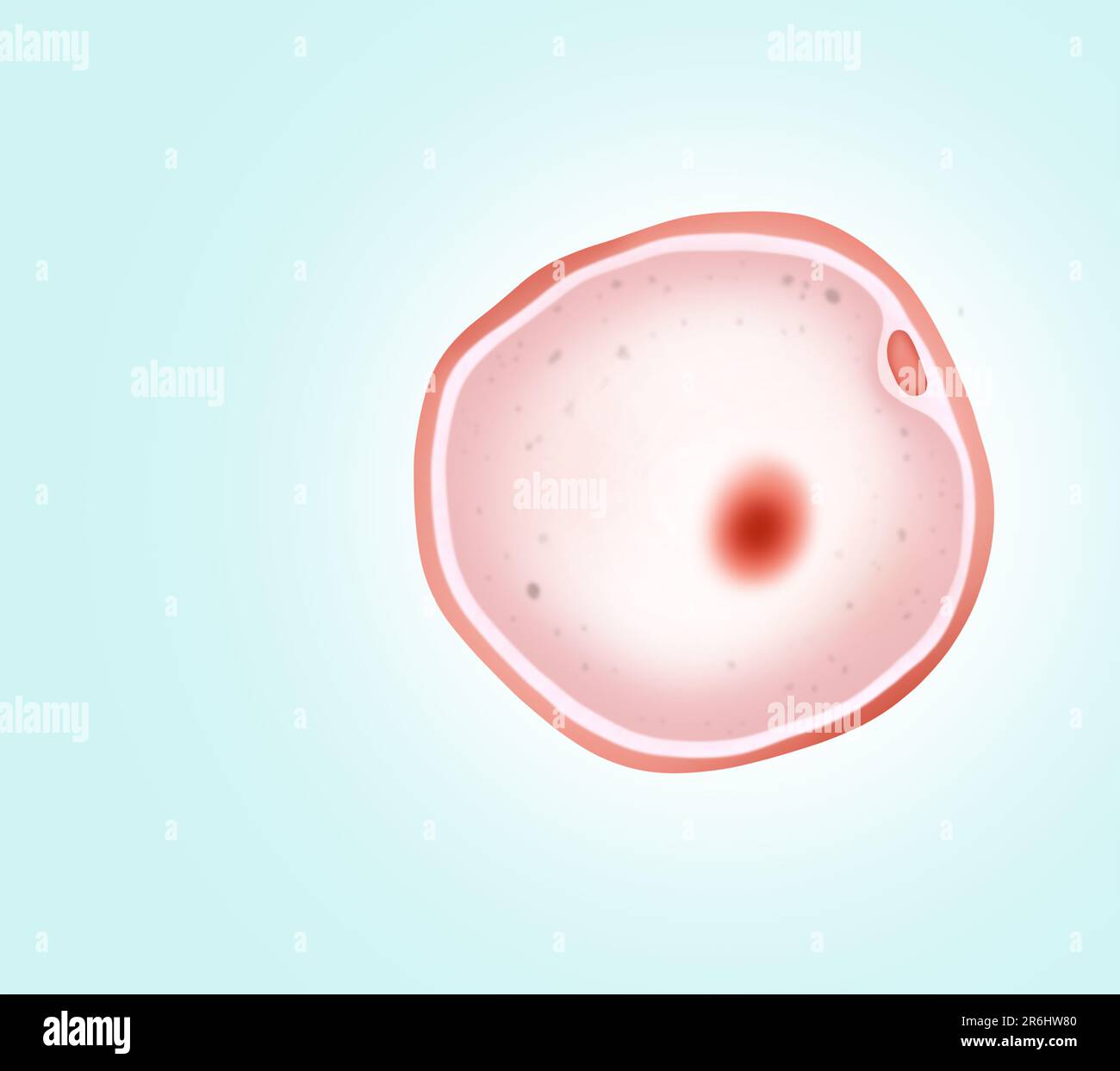 Ovum (egg cell) on light background, illustration Stock Photo