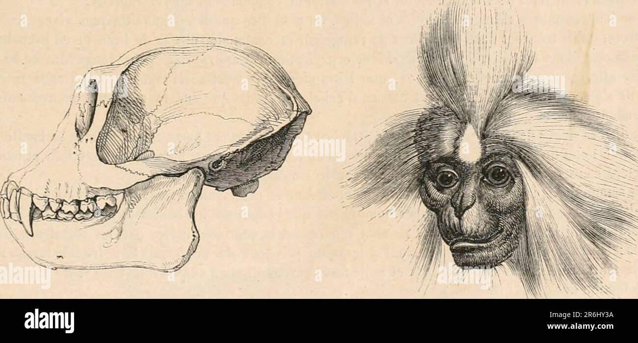 Encyclopédie d'histoire naturelle; ou, Traité complet de cette science d'après les travaux des naturalistes les plus éminents de tous les pays et de toutes les époques: Buffon, Daubenton, Lacépède, G. Cuvier, F. Cuvier, Stock Photo