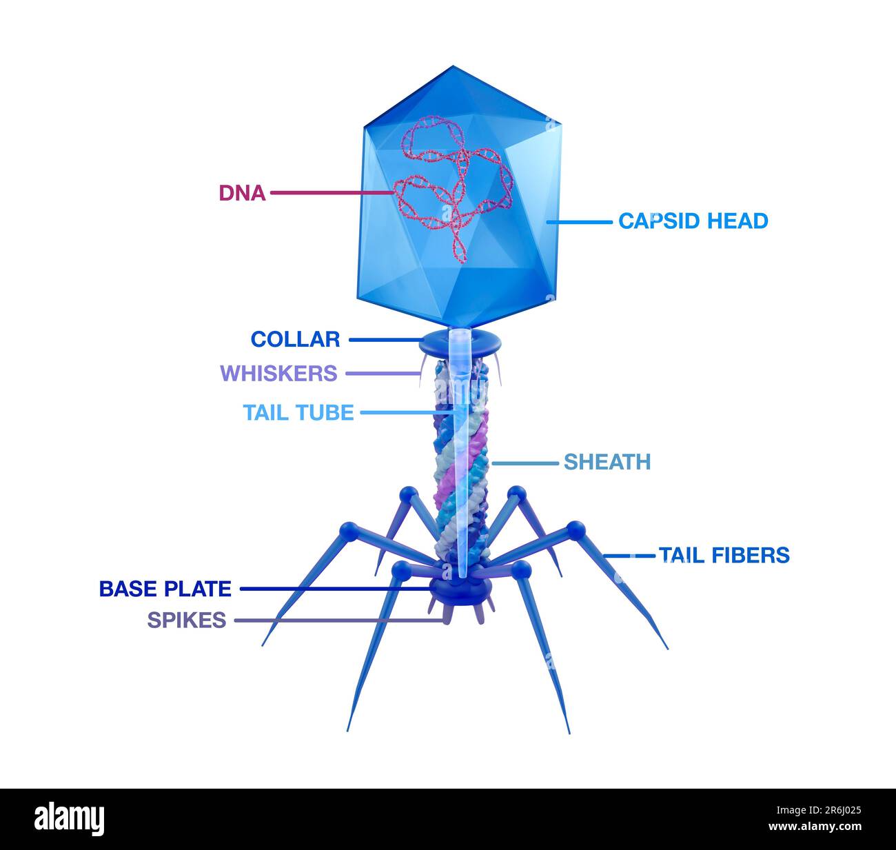 T4 bacteriophage structure, illustration Stock Photo