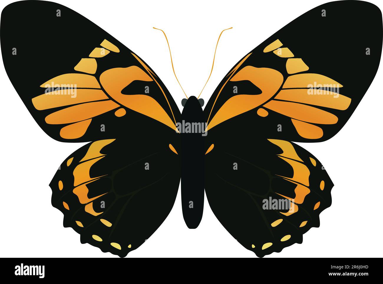 Yellow and orange color butterflies Stock Vector Images Alamy
