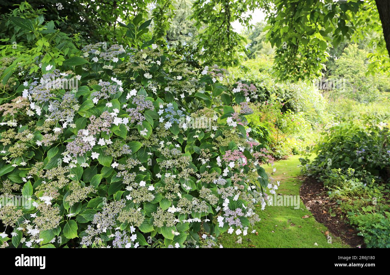 Mountain Hydrangea bush Stock Photo