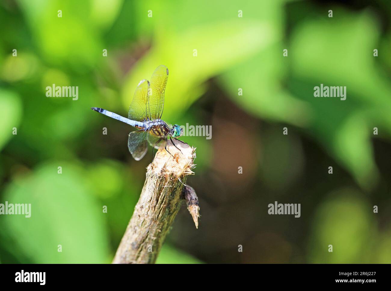 Blue dasher - dragonfly on wooden stick Stock Photo - Alamy