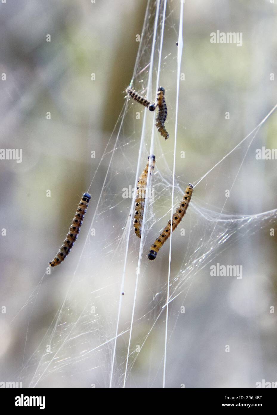 Hamburg, Germany. 07th June, 2023. Giant webs of spider moths can be
