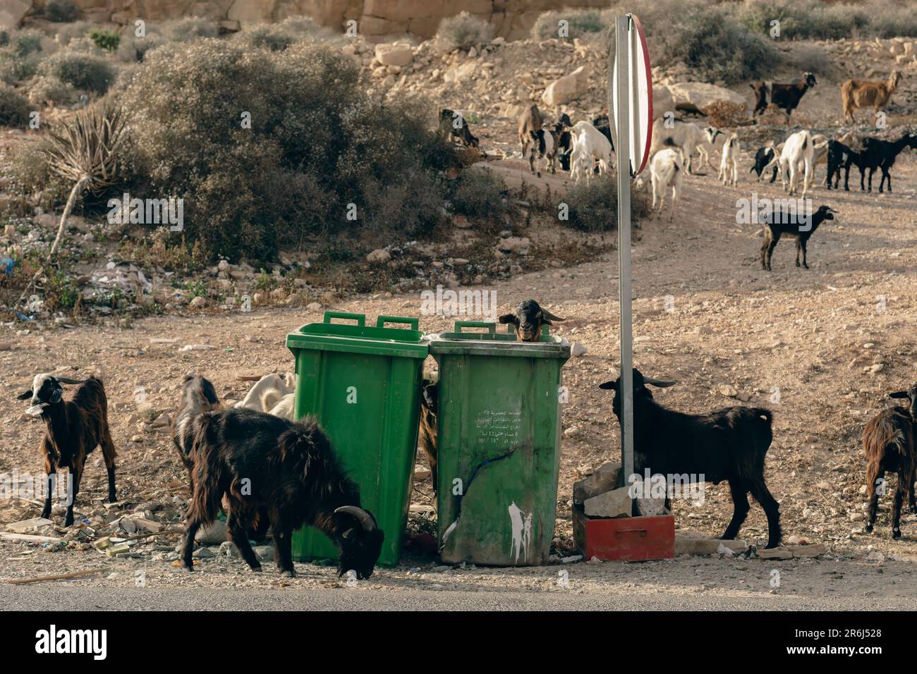 Goats going through rubbish in Taghazout, Morocco Stock Photo