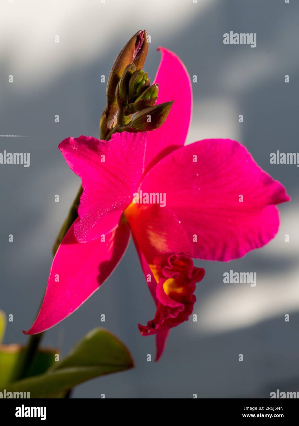 laeliocattleya orchid, red flower, ‘ Hsin Buu Lady’ Stock Photo