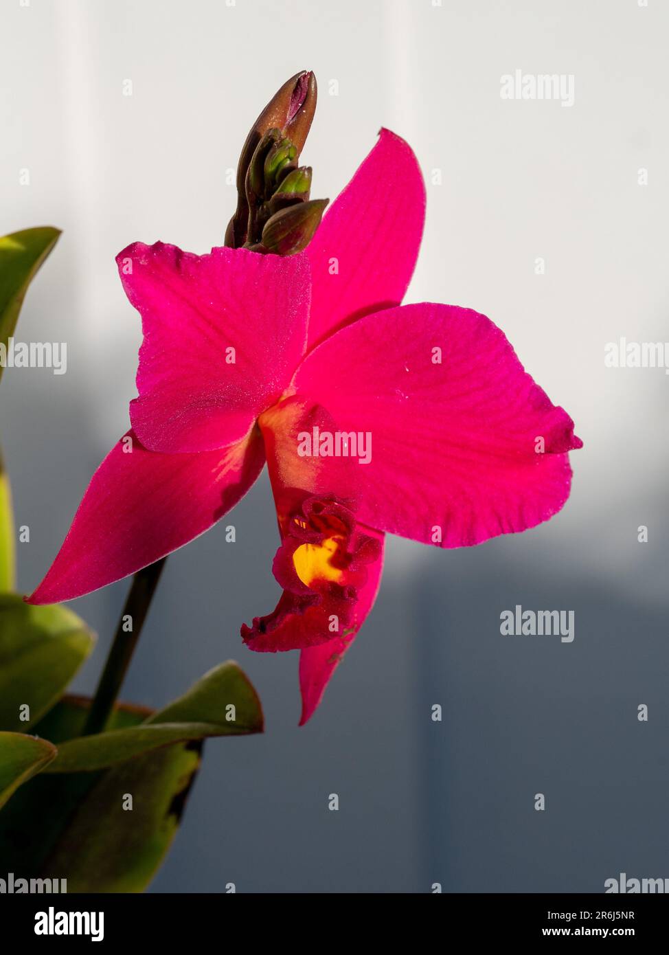 laeliocattleya orchid, red flower, ‘ Hsin Buu Lady’ Stock Photo