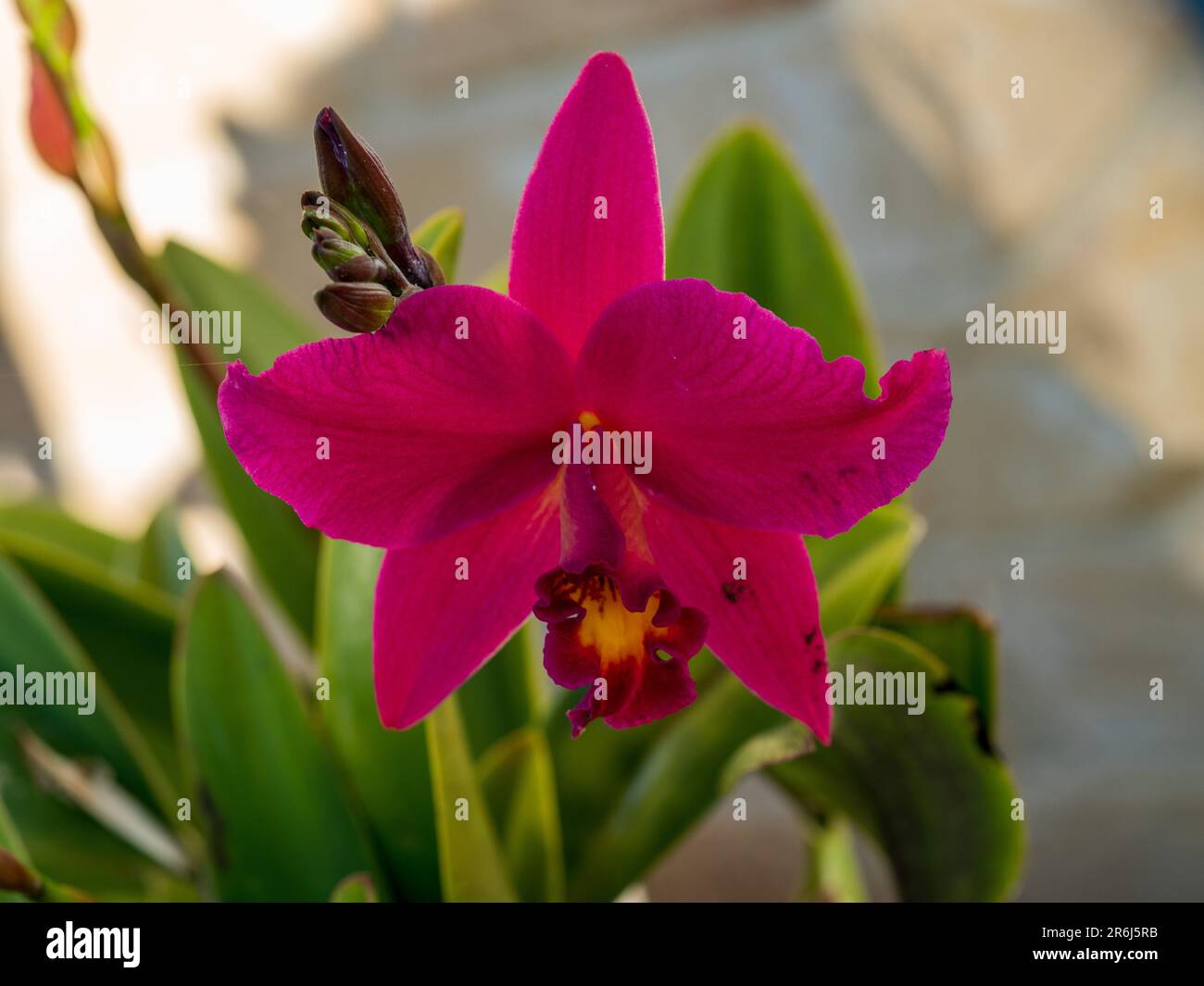 Closeup of cerise red bloom and buds of the Laeliocattleya orchid flower, Hsin Buu Lady, Australian coastal garden Stock Photo