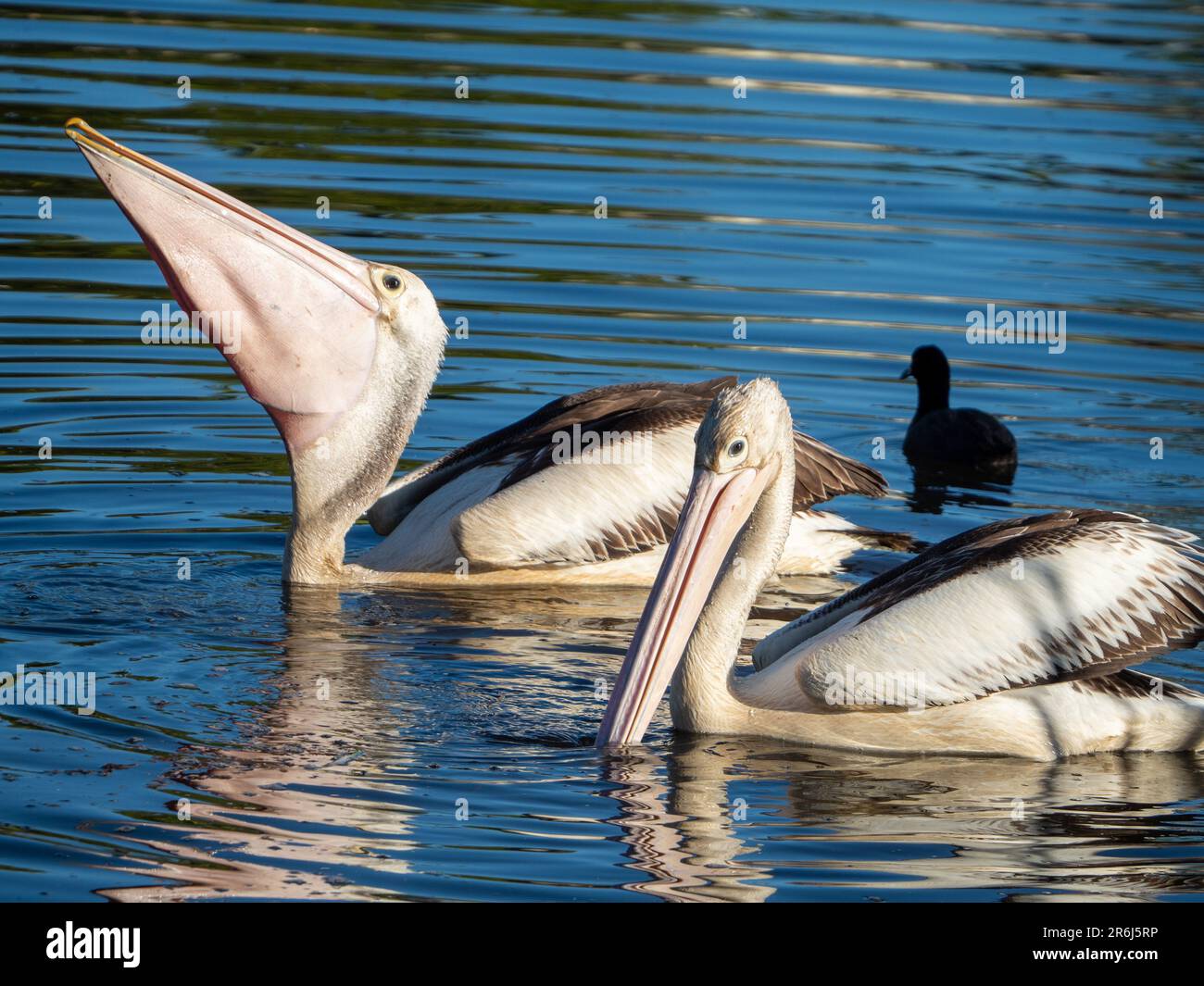Two large Australian Pelicans floating and feeding reflected in rippled lake water, one swallowing something in its pink throat pouch, Australia Stock Photo