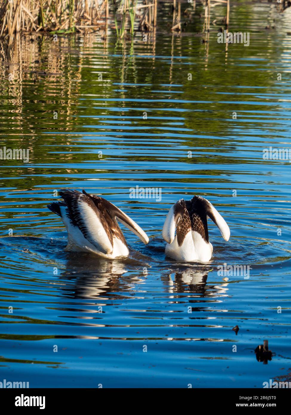 Australian lake underwater hires stock photography and images Alamy