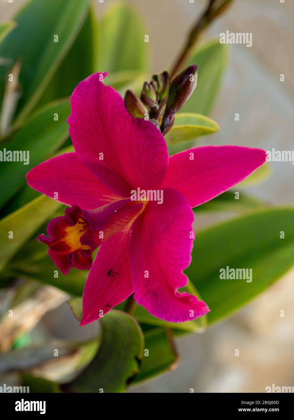 Closeup of cerise red bloom and buds of the Laeliocattleya orchid flower, Hsin Buu Lady, Australian coastal garden Stock Photo