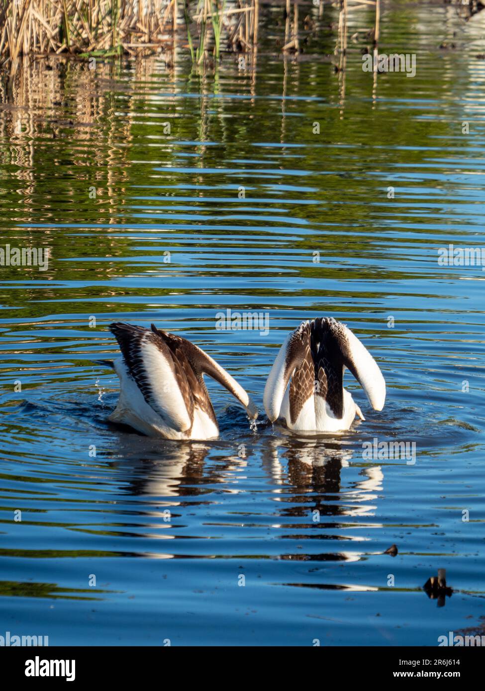 Australian lake underwater hires stock photography and images Alamy