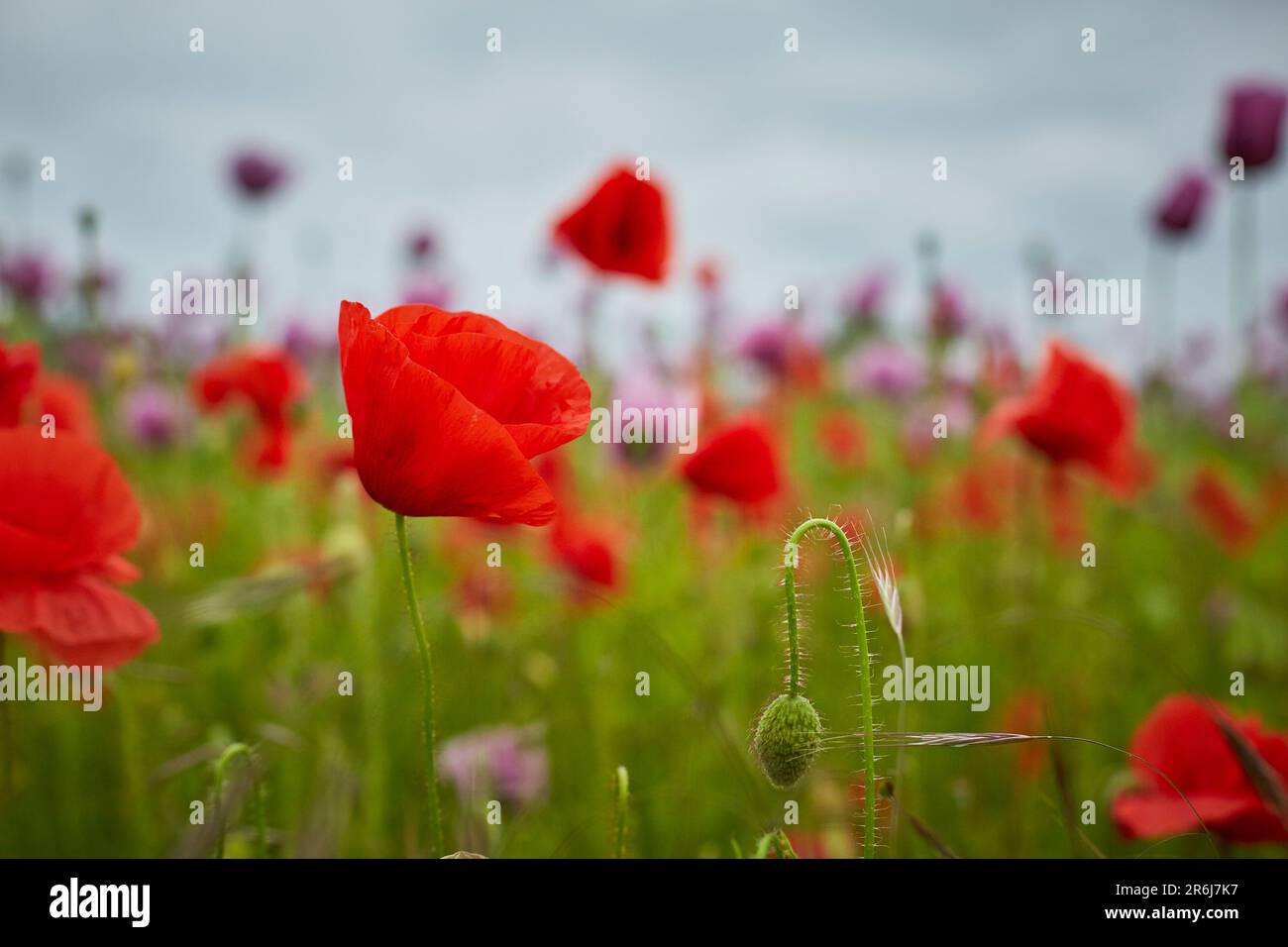 Lila Mohn Feld bei Bad Salzufeln in der Blütezeit, Papaver, Papaver somniferum, Ostwestfalen Lippe, NRW, Deutschland, Europa Stock Photo