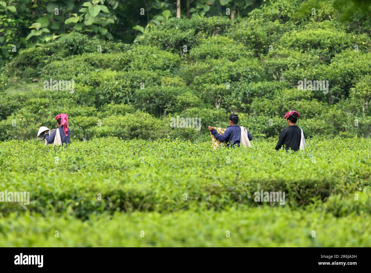 female workers at tea garden.this photo was taken from Bangladesh. Stock Photo