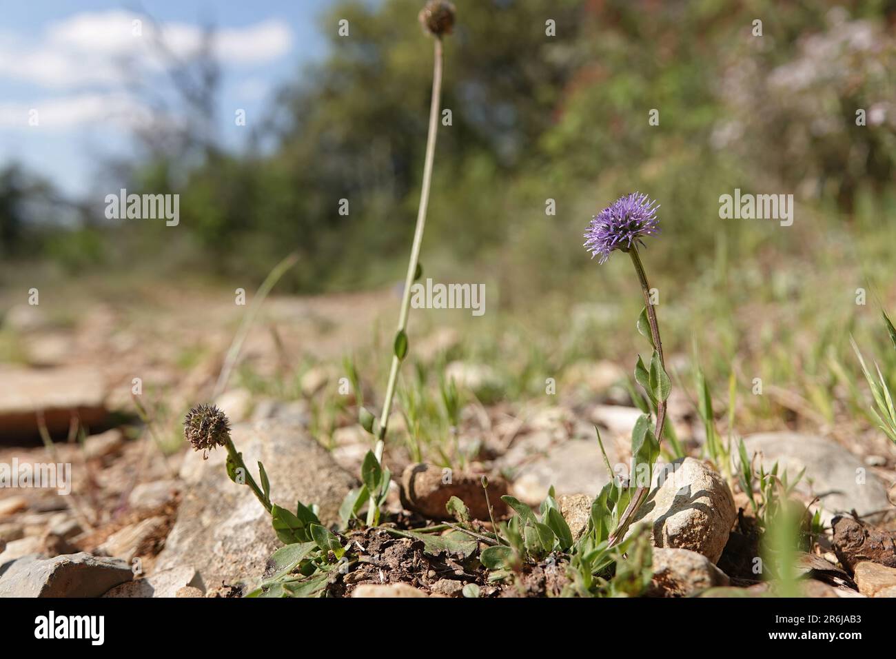 Natural low angle closeup on a Mediterranean common ball flower, Globularia bisnagarica Stock Photo