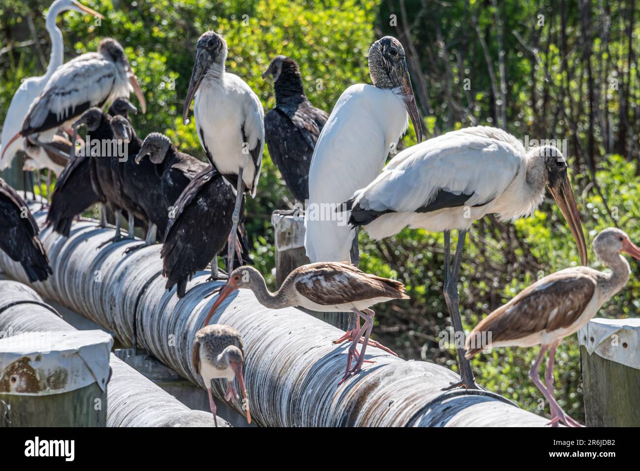 A gathering of Northeast Florida birds on a water pipe over the Guana River in Ponte Vedra Beach, Florida. (USA) Stock Photo