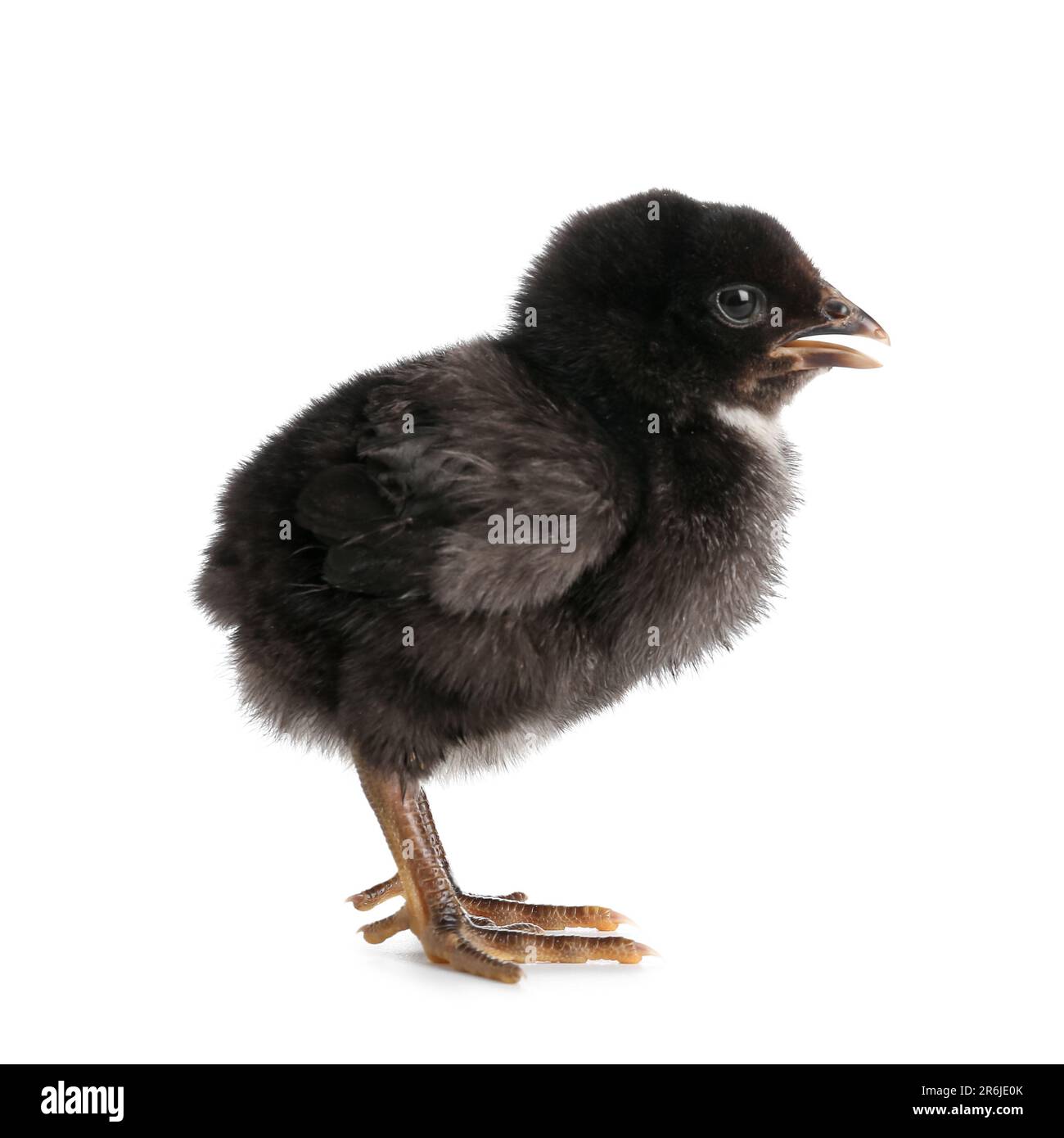 Cute little chick on white background Stock Photo - Alamy