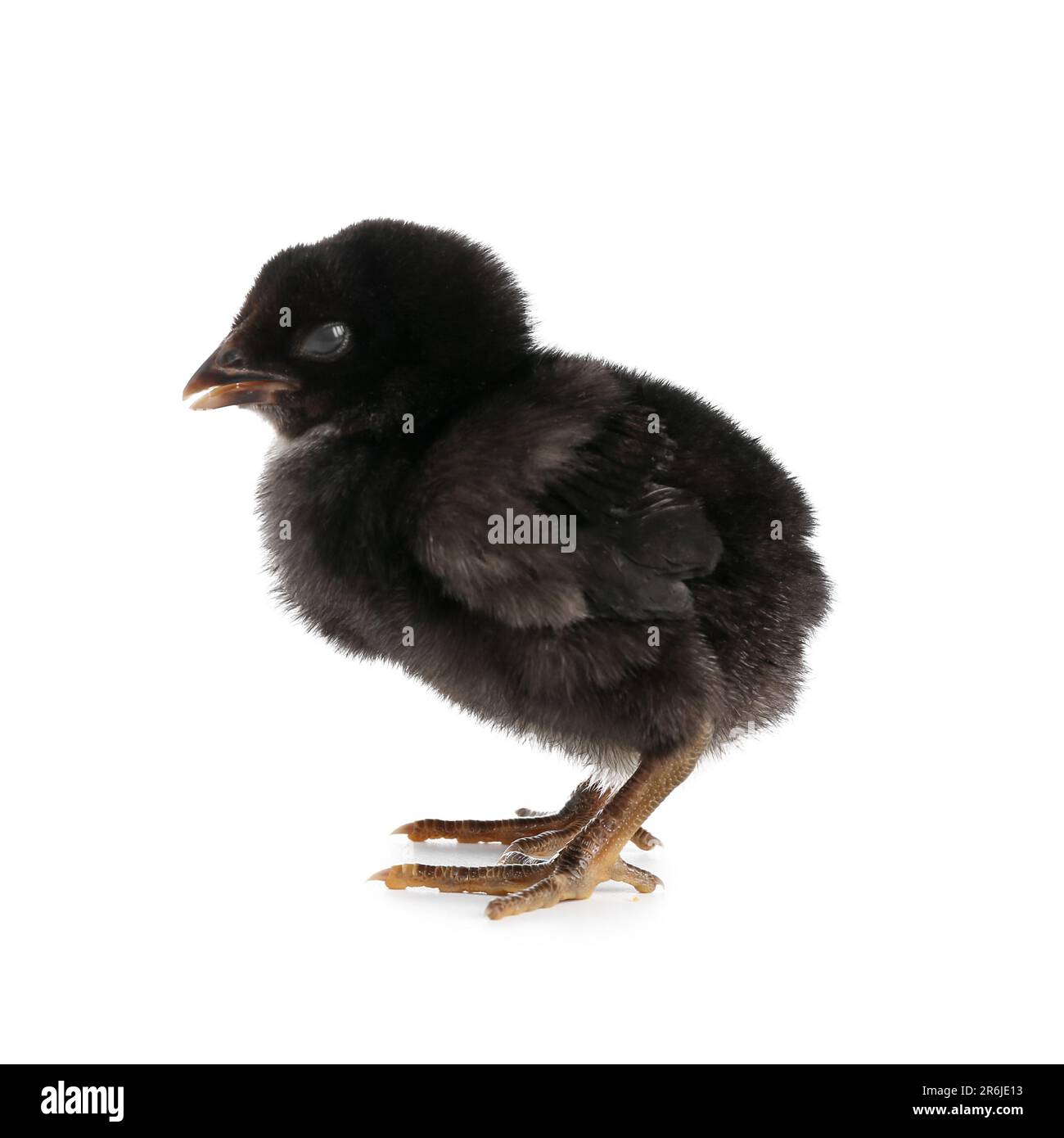 Cute little chick on white background Stock Photo - Alamy