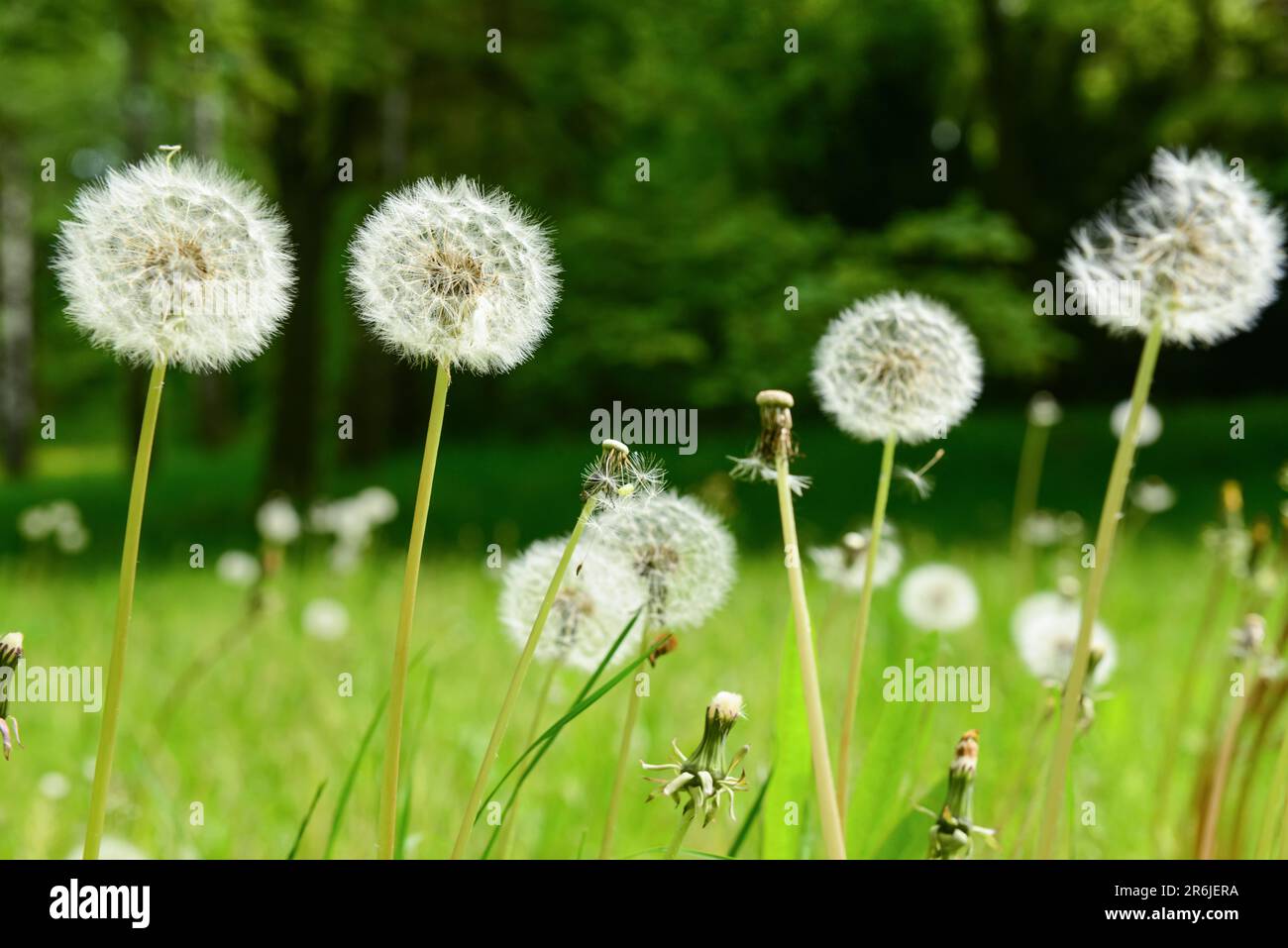 White dandelions growing in park Stock Photo