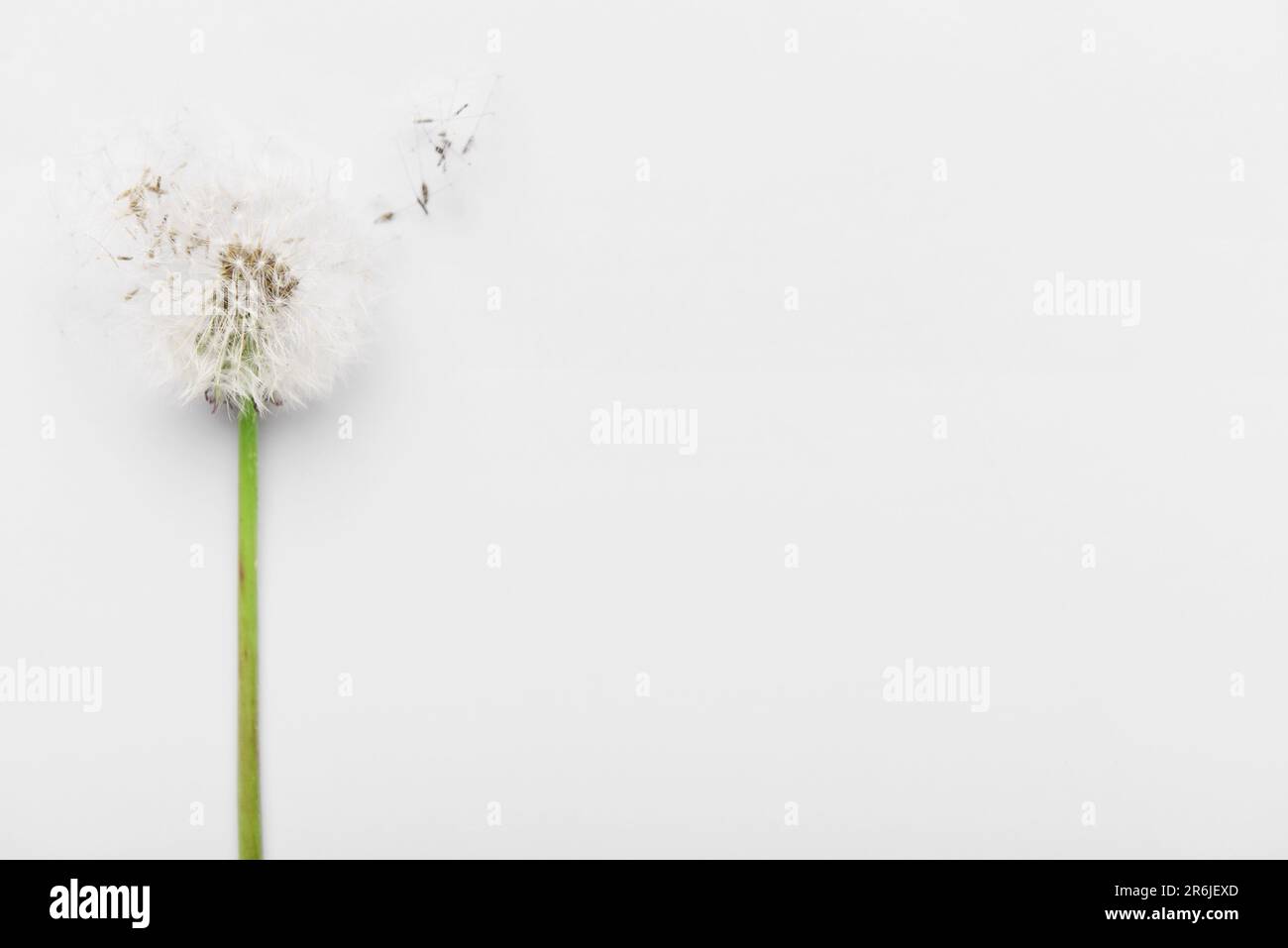 Dandelion seeds top view hi-res stock photography and images - Alamy