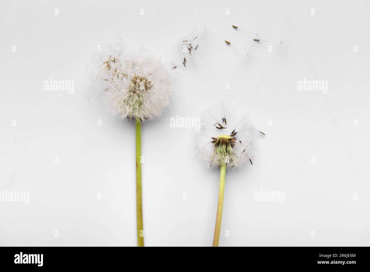 Dandelion seeds top view hi-res stock photography and images - Alamy