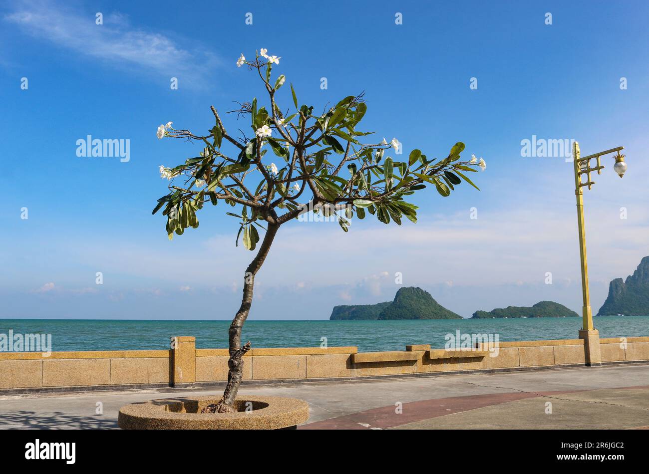 Blooming white Plumeria (frangipani) tree on the sea promenade, Prachuap Khiri Khan, Thailand. Stock Photo