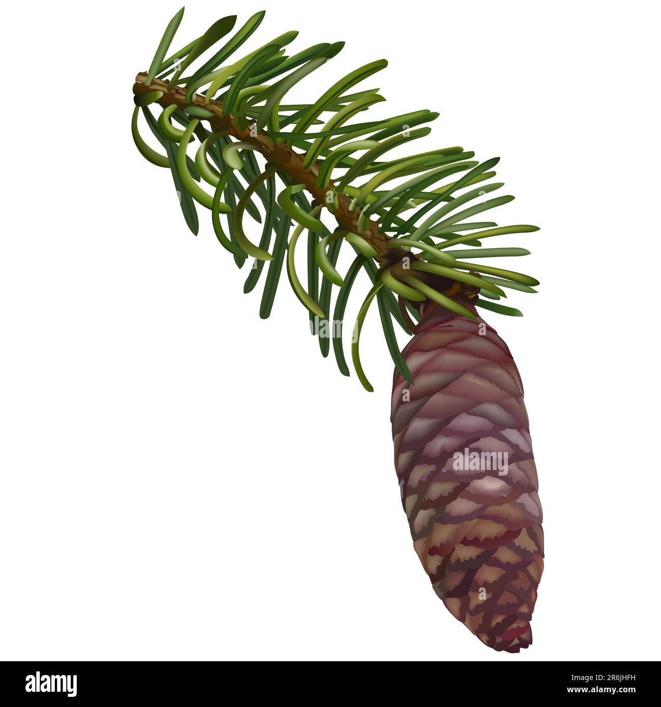 Pine Cone - High detailed and coloured illustration Stock Vector