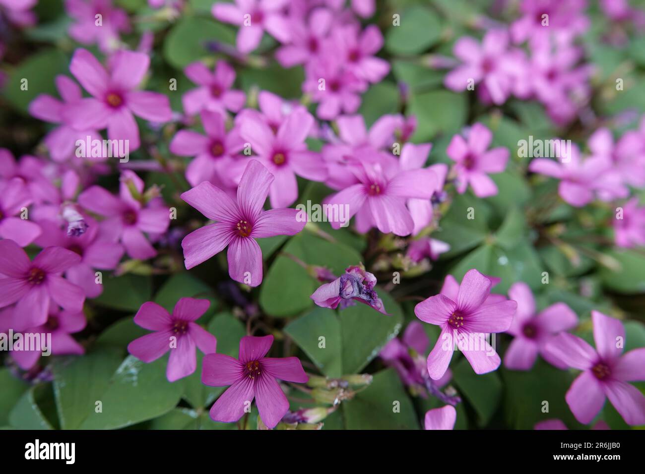 Detailed colorful closeup on the serasonal flowering pink sorrel, Oxalis articulata Stock Photo