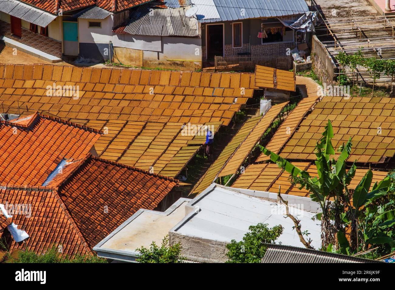 Sumedang, West Java, Indonesia. 10th June, 2023. Trays of tobacco