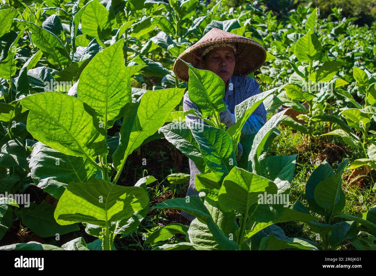 Sumedang, West Java, Indonesia. 10th June, 2023. A farmer takes care of