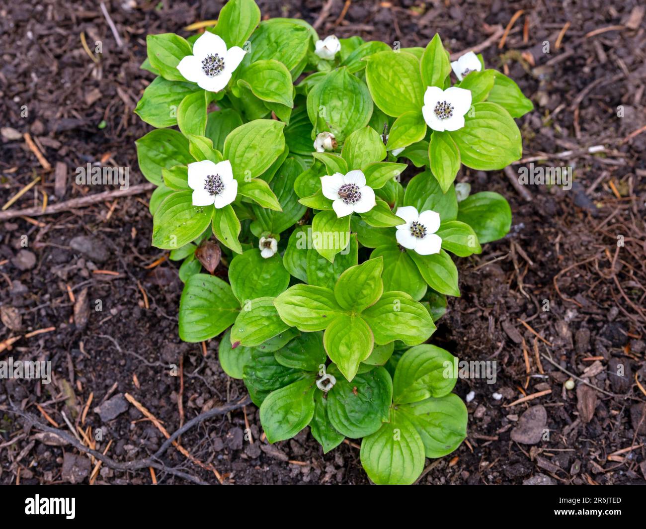 Dwarf cornel Cornus suecica plant with white flowers Stock Photo