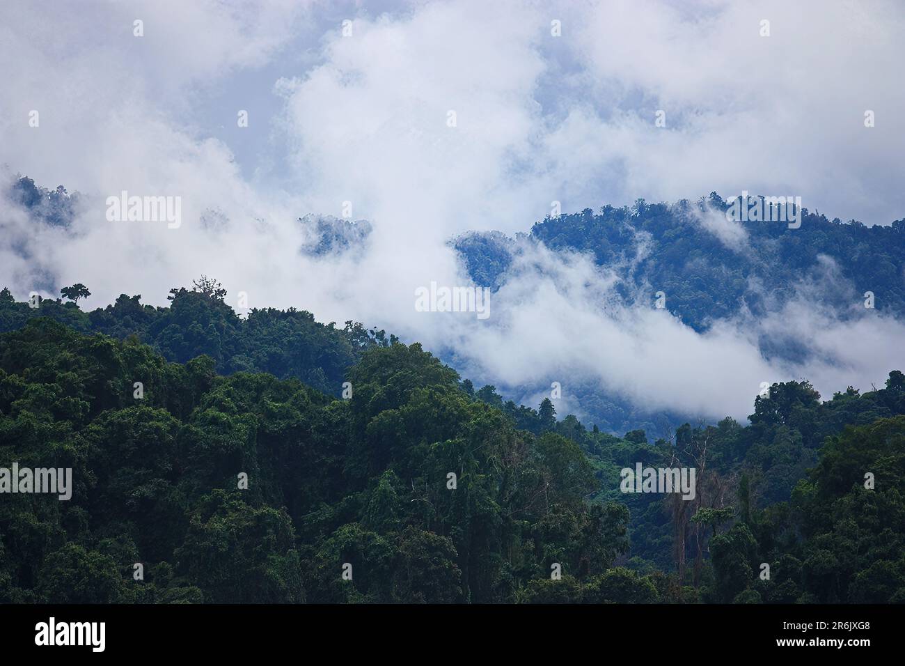 Forest is wet hi-res stock photography and images - Alamy
