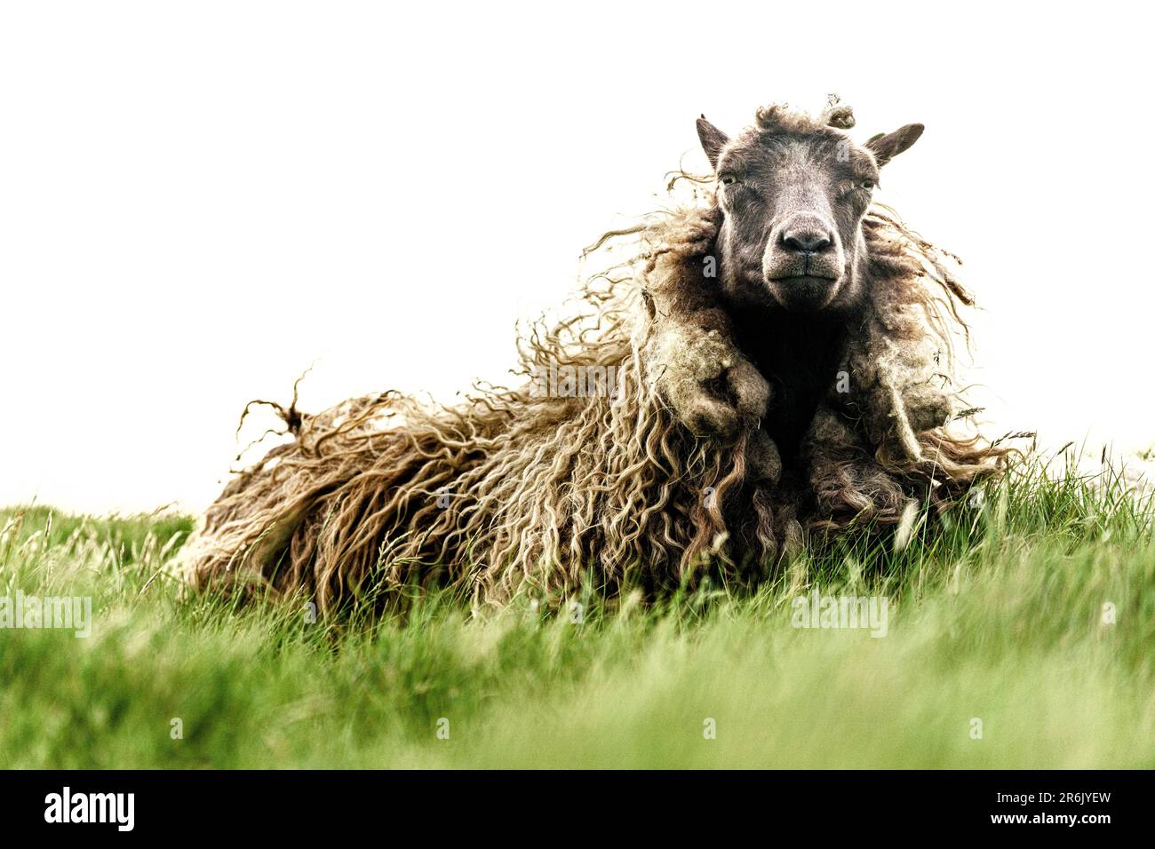 Portrait of a sheep on green meadows, Faroe Islands, Denmark, Europe Stock Photo