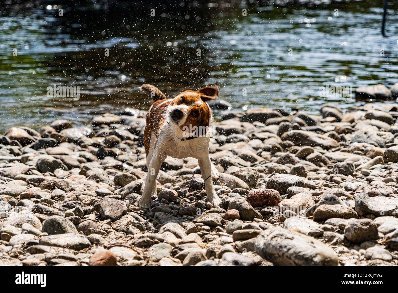 A Parson Russell Terrier shaking off water after a swim in the river Eamont near Penrith Cumbria Stock Photo