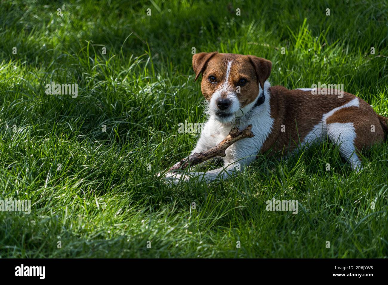 A Parson Russell Terrier playing with a stick in a field by the Eamont near Penrith Cumbria Stock Photo