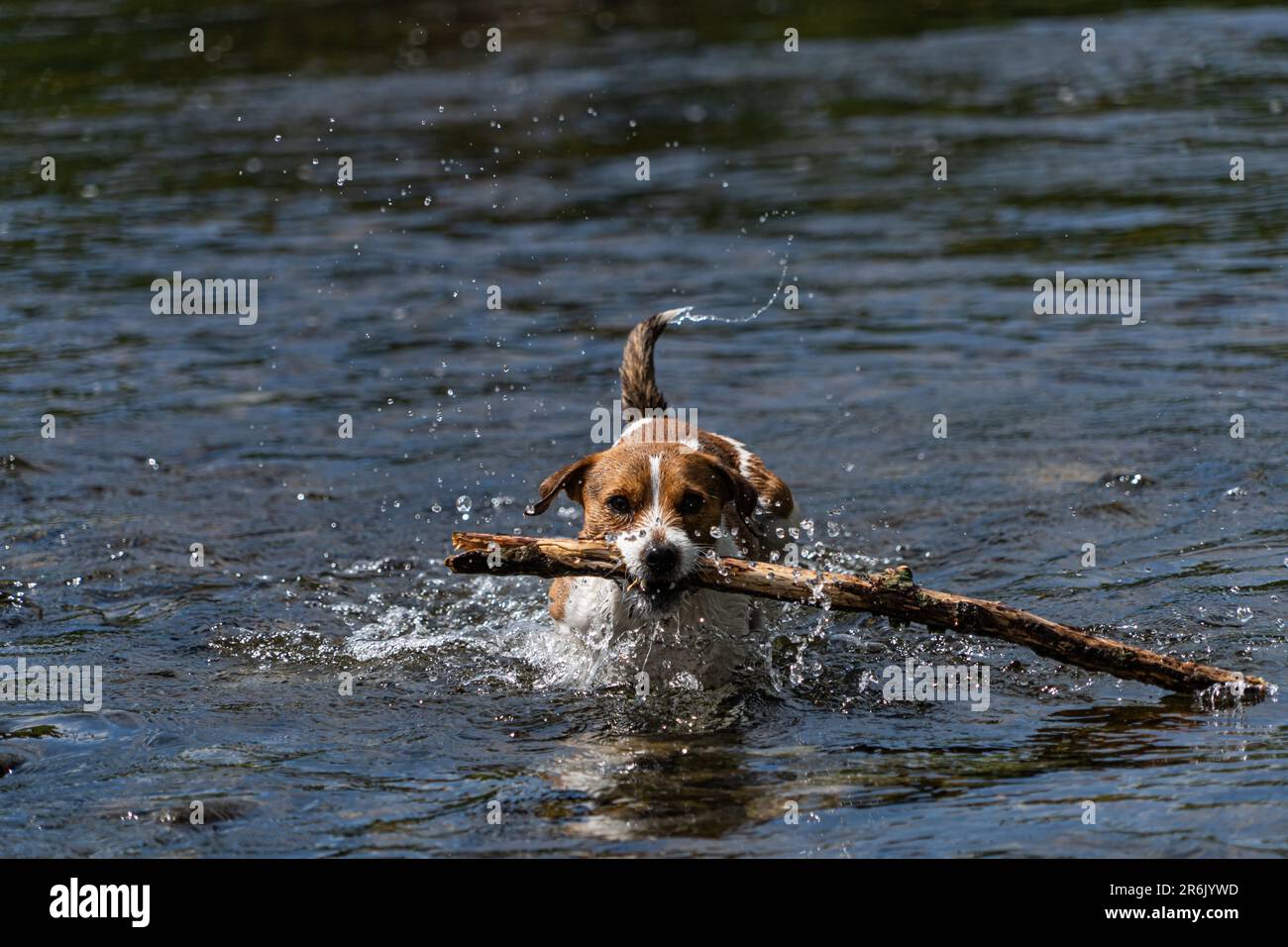 A Parson Russell Terrier playing fetch with a stick in the river Eamont near Penrith Cumbria Stock Photo