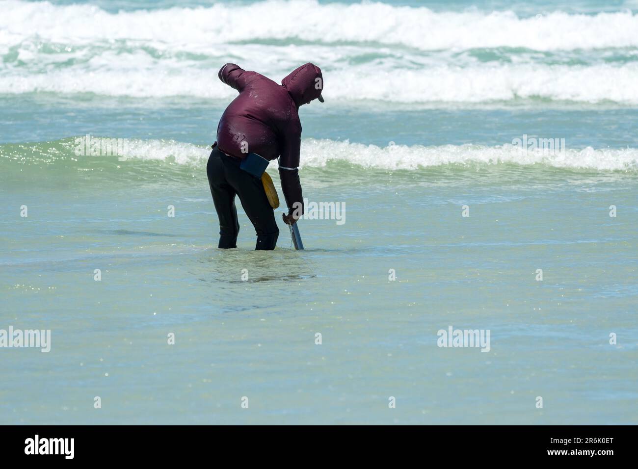 African fisherman or man using a bait pump in shallow sea water concept fishing occupation and daily life in South Africa Stock Photo