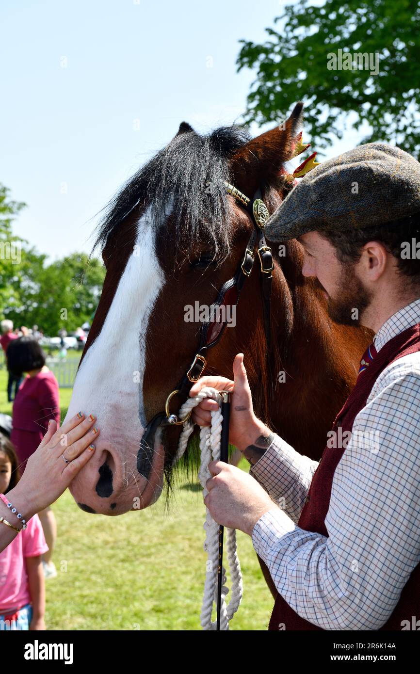Shires Blenheim Leder-Panzerkette Für Hunde – Stylisches Halsband Mit Edelstahl-Endstücken