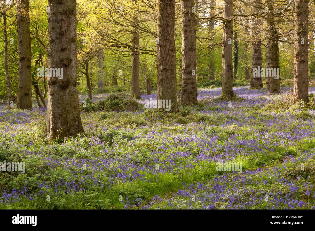 A Bluebell wood Stock Photo