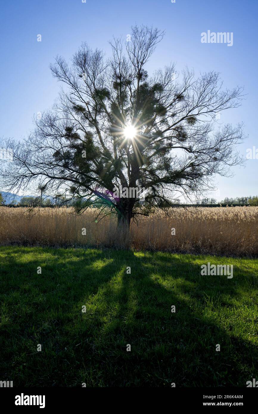 Tree with mistels with sunrays Stock Photo
