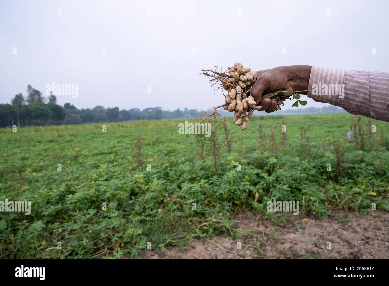 Farmer hand-holding peanut harvest in the field Stock Photo