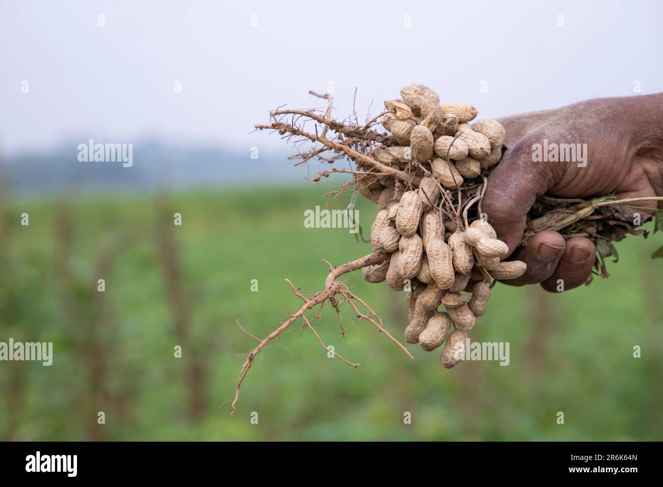 Farmer hand-holding peanut harvest in the field Stock Photo