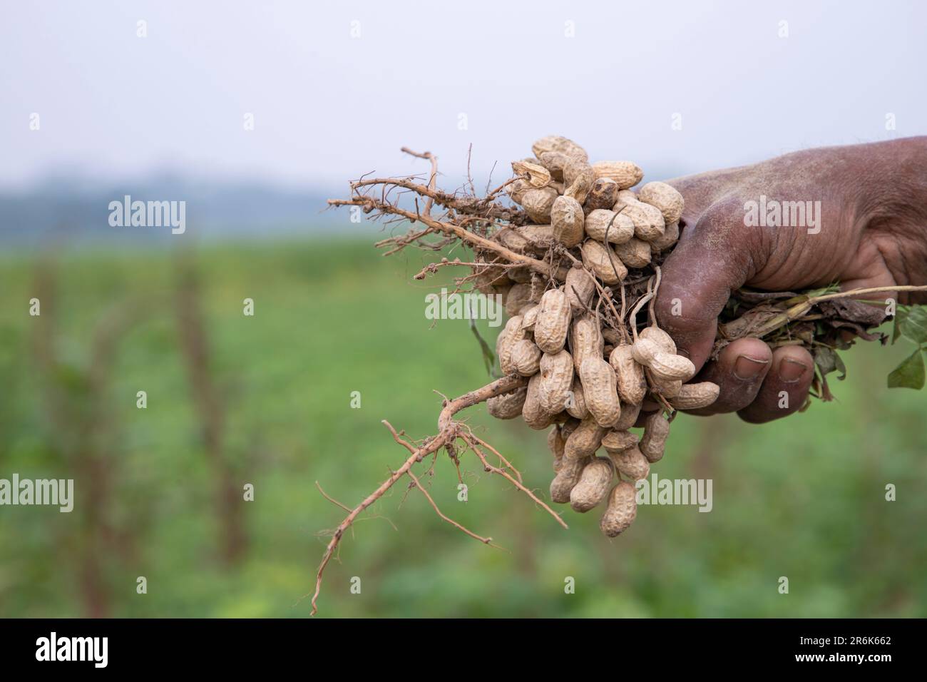 Farmer hand-holding peanut harvest in the field Stock Photo