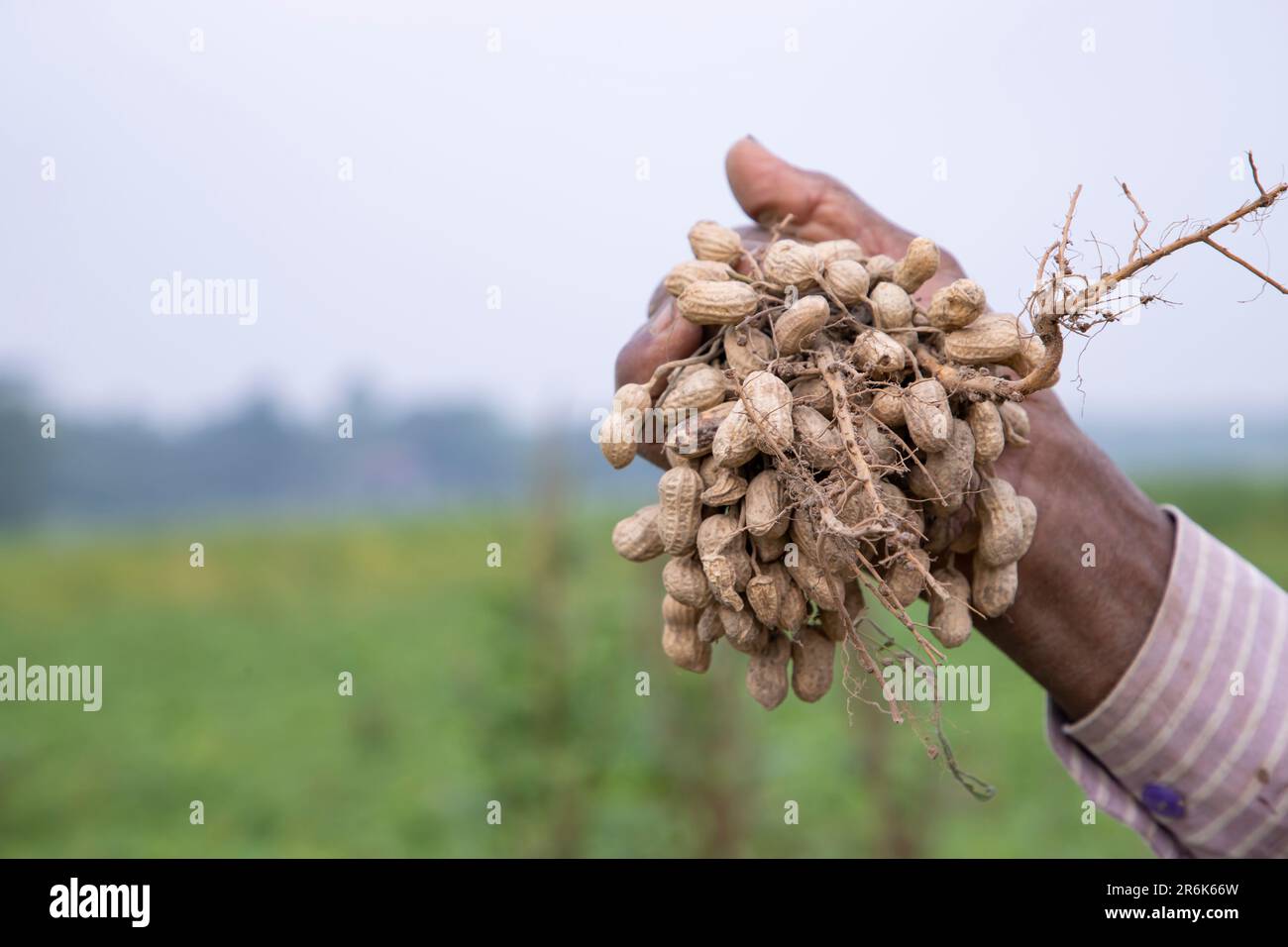 Farmer hand-holding peanut harvest in the field Stock Photo