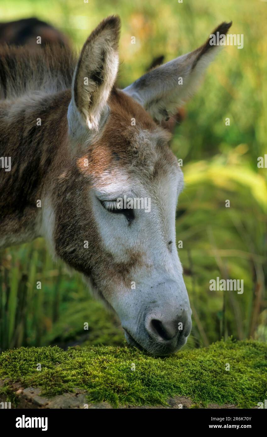 Donkey, dwarf donkey, in the paddock Stock Photo Alamy