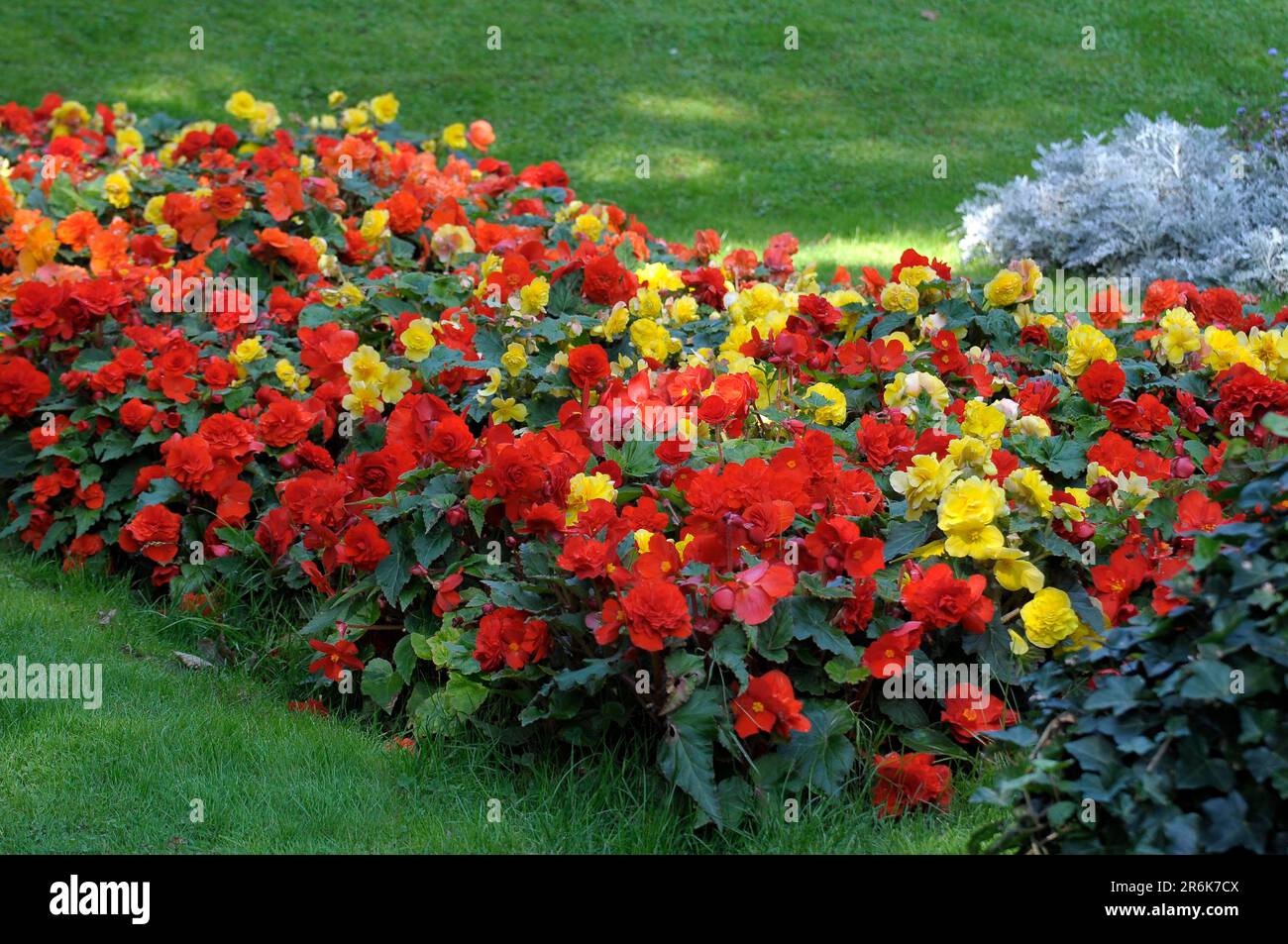 Bluehendes Barock Ludwigsburg, begonia (Begonia) bed, begonias, begonias Stock Photo