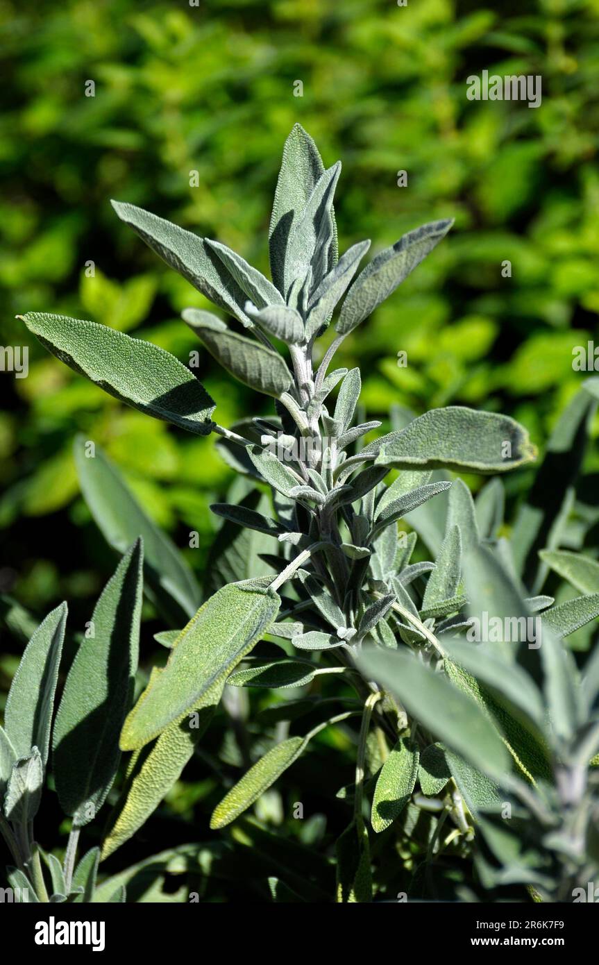 Medicinal herb, kitchen spice Sage, Salvia officinalis, Common sage (Salvia officinalis
