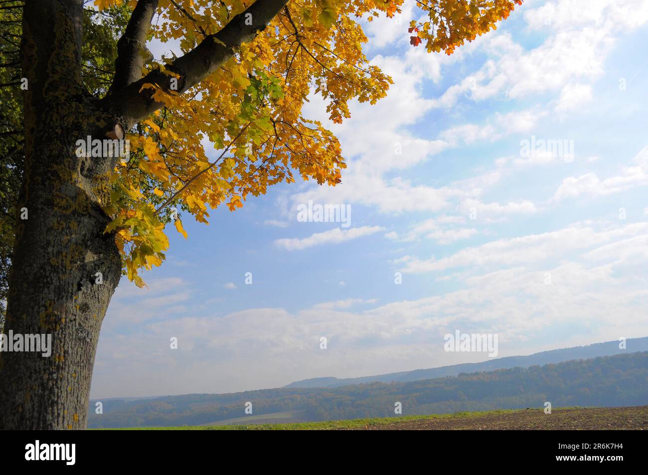 Maple tree branch, group of maple trees in autumn, Kraichgau, field
