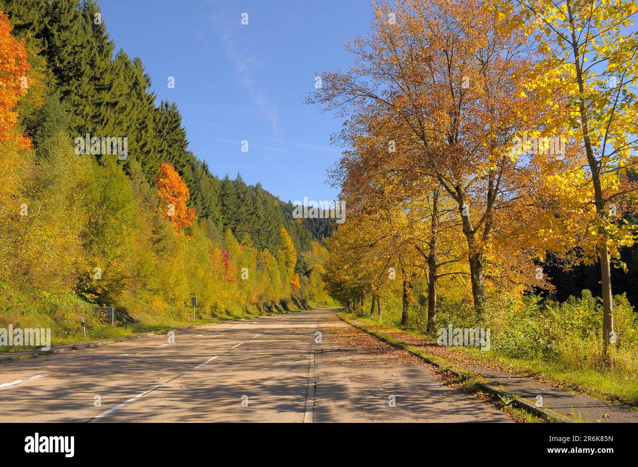 Black Forest near All Saints' Day in autumn, avenue by the Lierbach